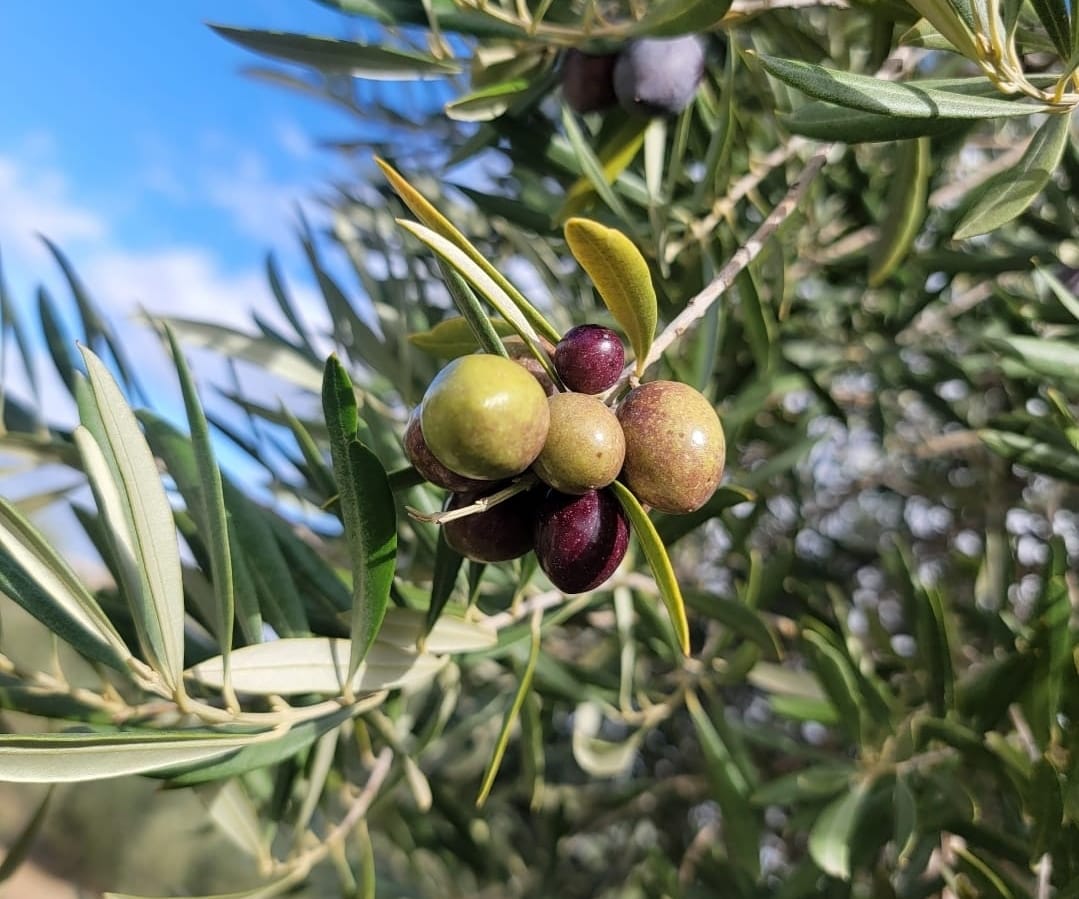 Olives ripening from green to purple on a branch at Fenara Farms