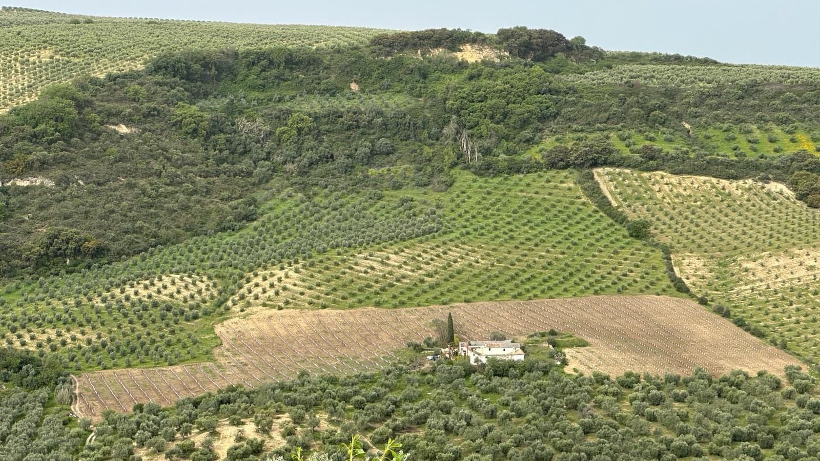 Blocks of olive trees planted across the hillside at Fenara Farms
