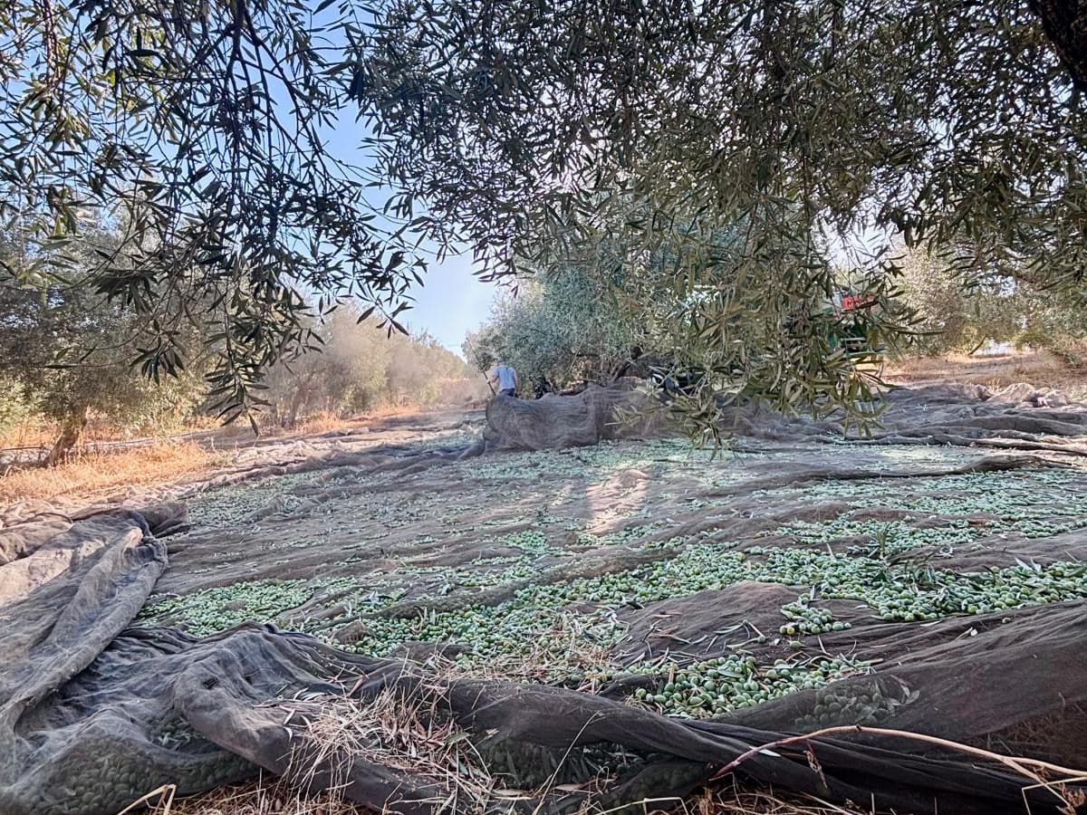 Harvest nets laid down a row of olive trees at Fenara Farms during picking