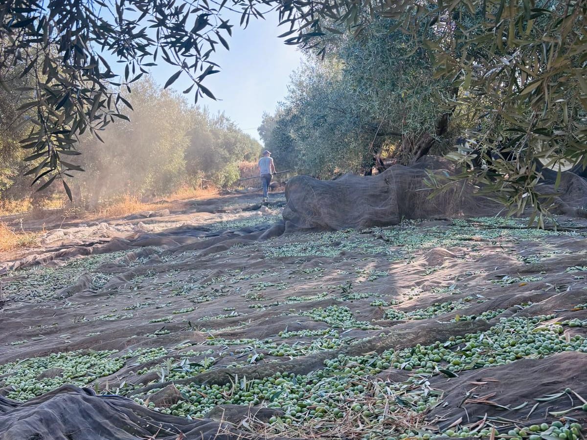 Freshly picked olives on harvest nets beneath the trees at Fenara Farms