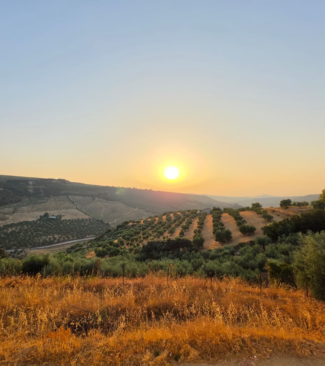 The sun setting over rows of Picual olive trees at Fenara Farms in Andalusia