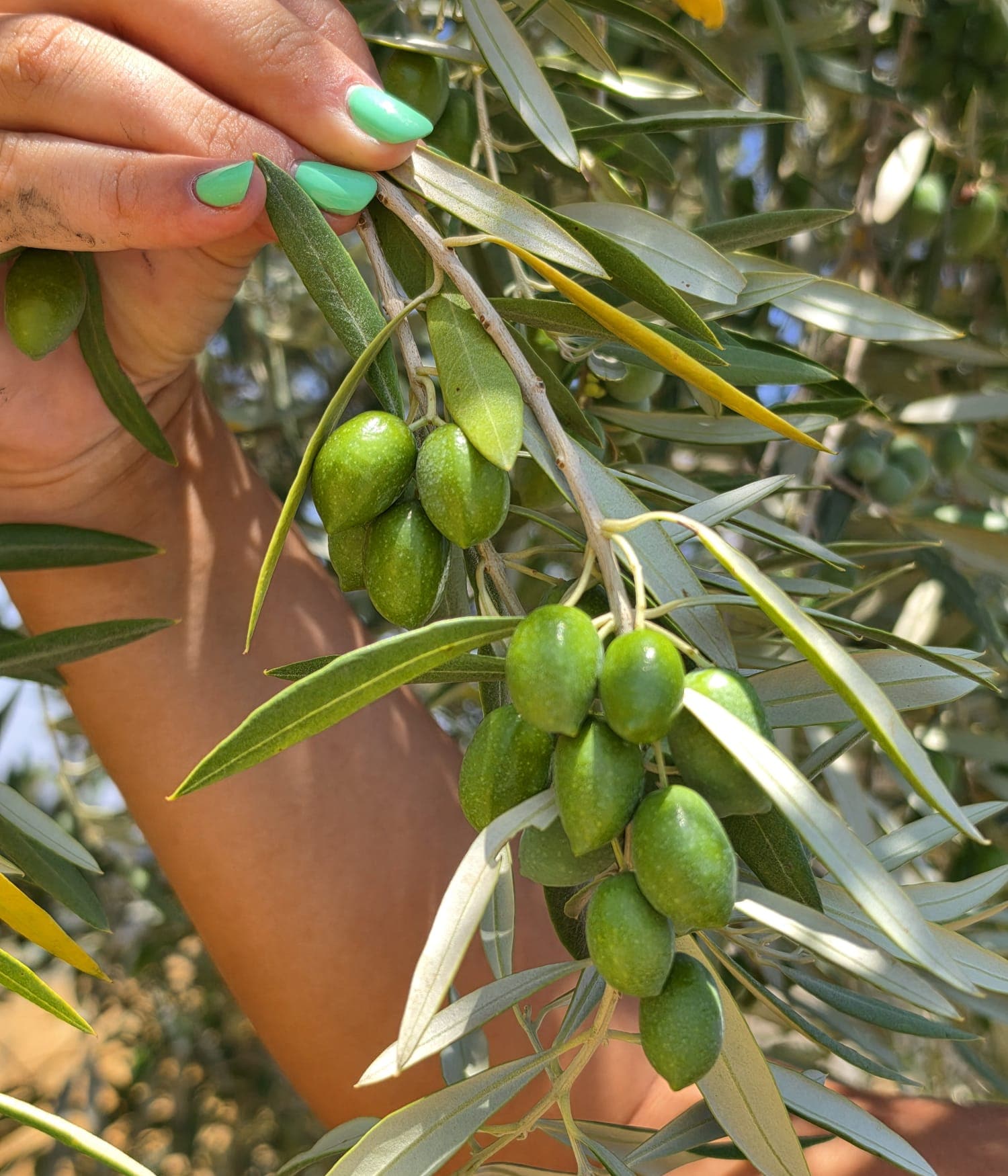 A hand holding a branch of green olives at Fenara Farms