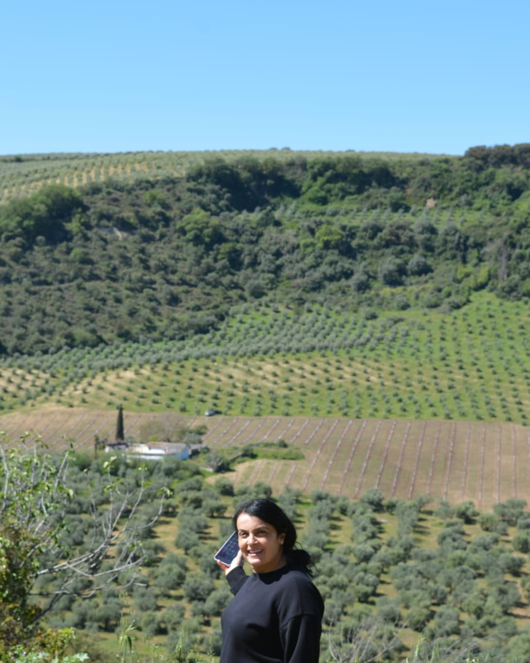 On the hillside above the groves of Fenara Farms, the olive rows running down the valley behind