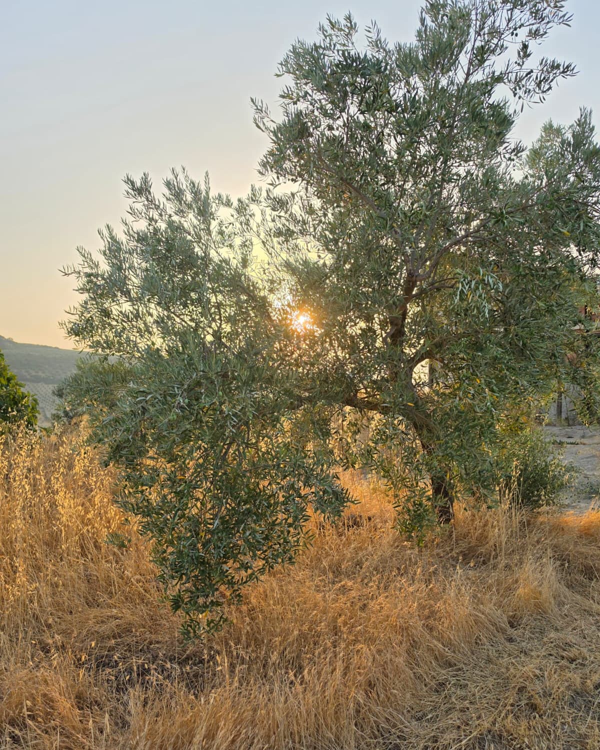 An olive tree at Fenara Farms with the low sun shining through its branches